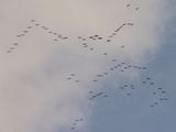 tsuru1.jpg